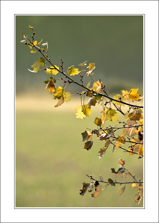 La luce prima del silenzio..