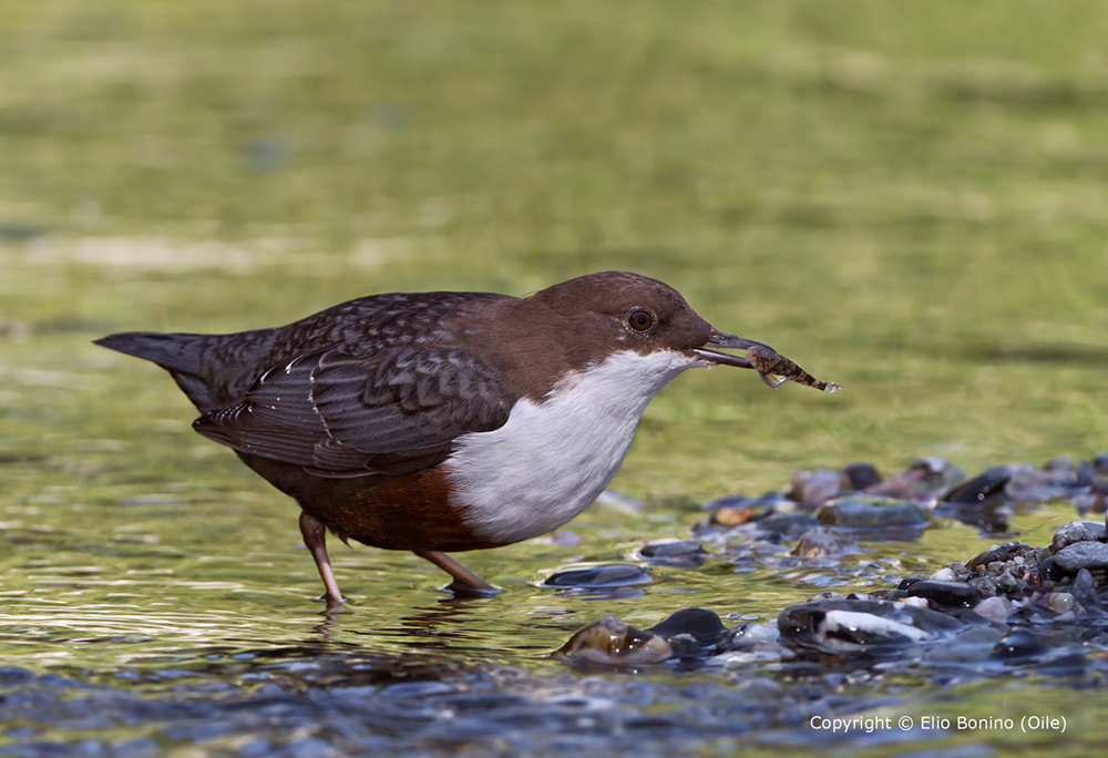 Merlo acquaiolo (Cinclus cinclus)