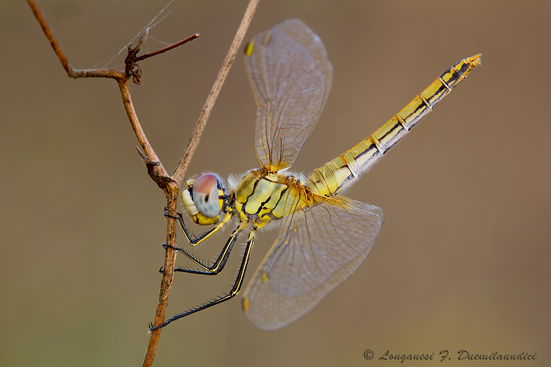 Sympetrum fonscolombii