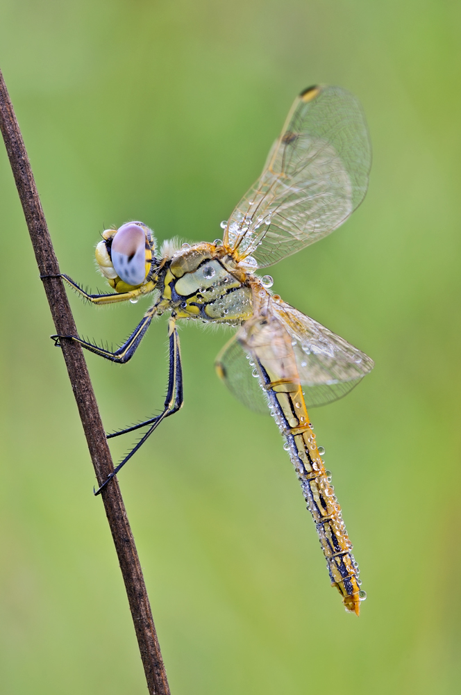 Sympetrum fonscolombii - femmina