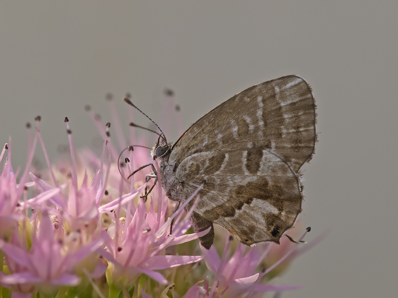 erba San Giovanni con licenide...