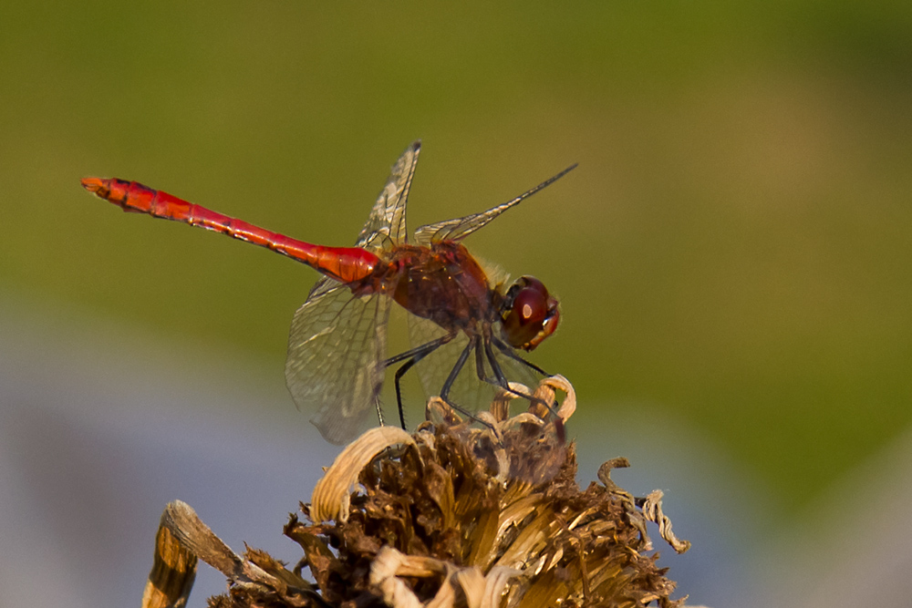 crocothemis erythraea M