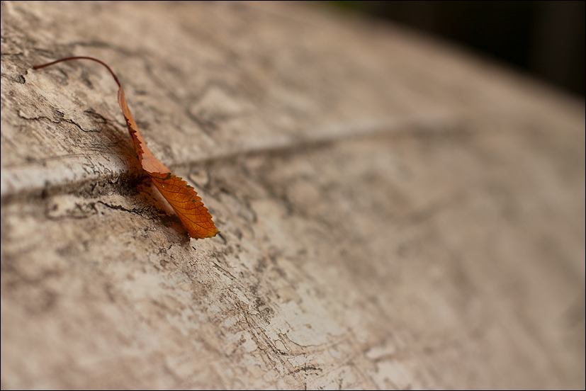 Il cuore rallenta la testa cammina
