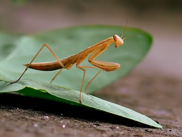 Modella in passerella