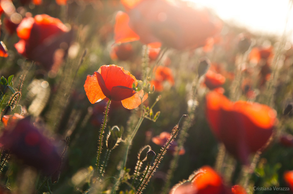 Semplicemente papaveri...