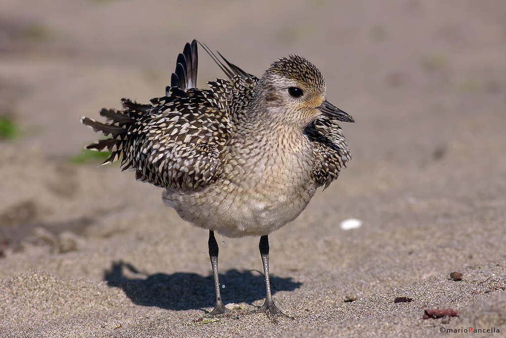 Pivieressa (Pluvialis squatarola)