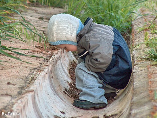 La scoperta delle formiche