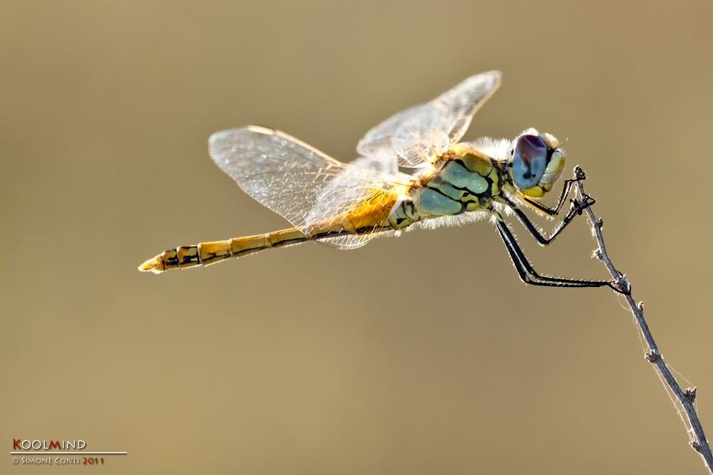 Sympetrum Fonscolombii (femmina)