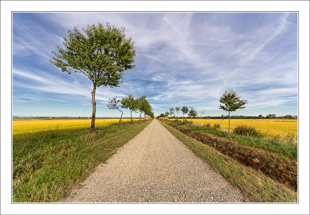 Ancora tra le risaie