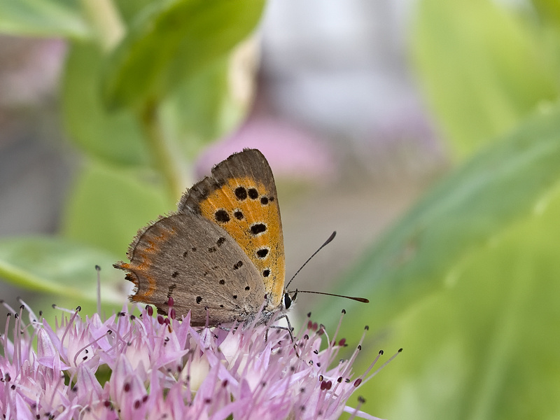 Lycaena phalaeas Linneaus 1761
