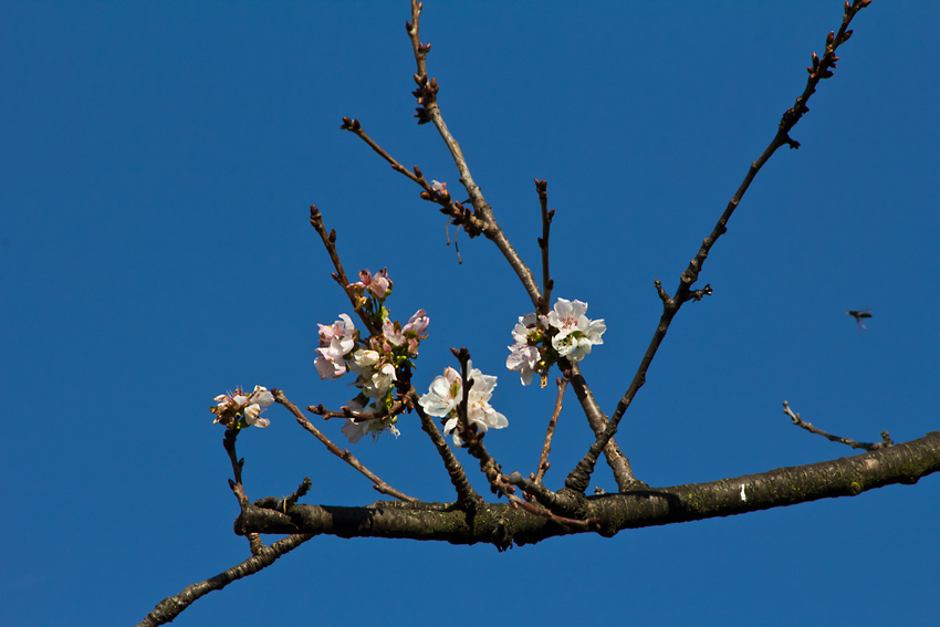 stranezze...della natura