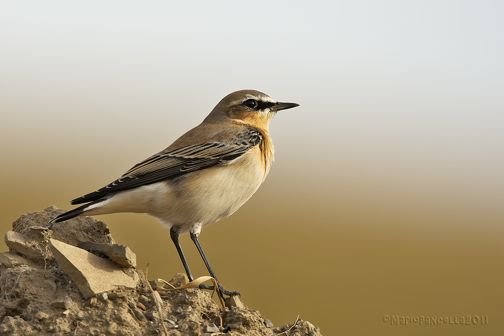 Culbianco(Oenanthe oenanthe)