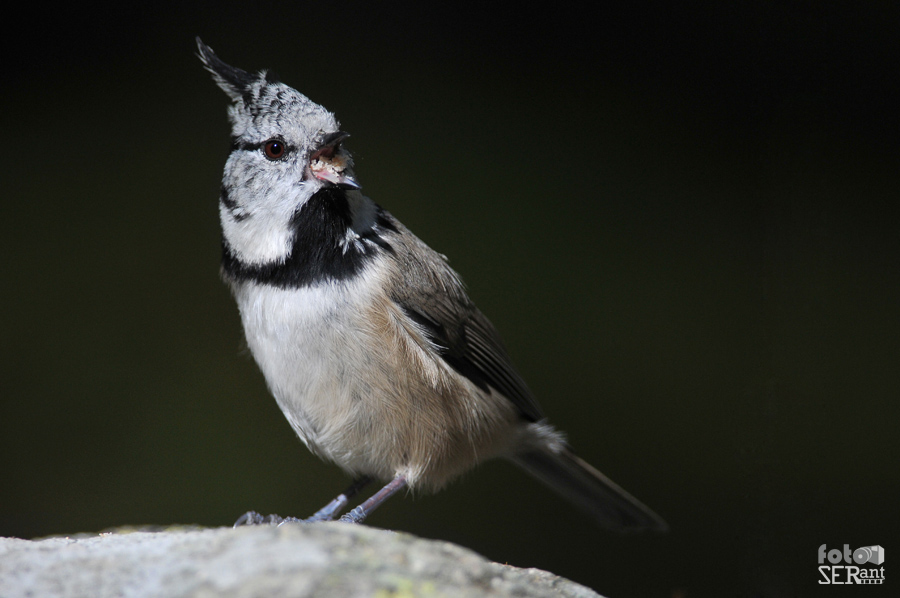 Cincia dal ciuffo (Buon appetito!)