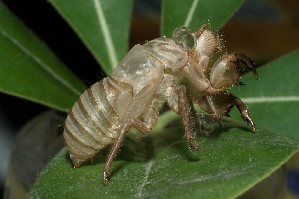 Esuvia di cicala
