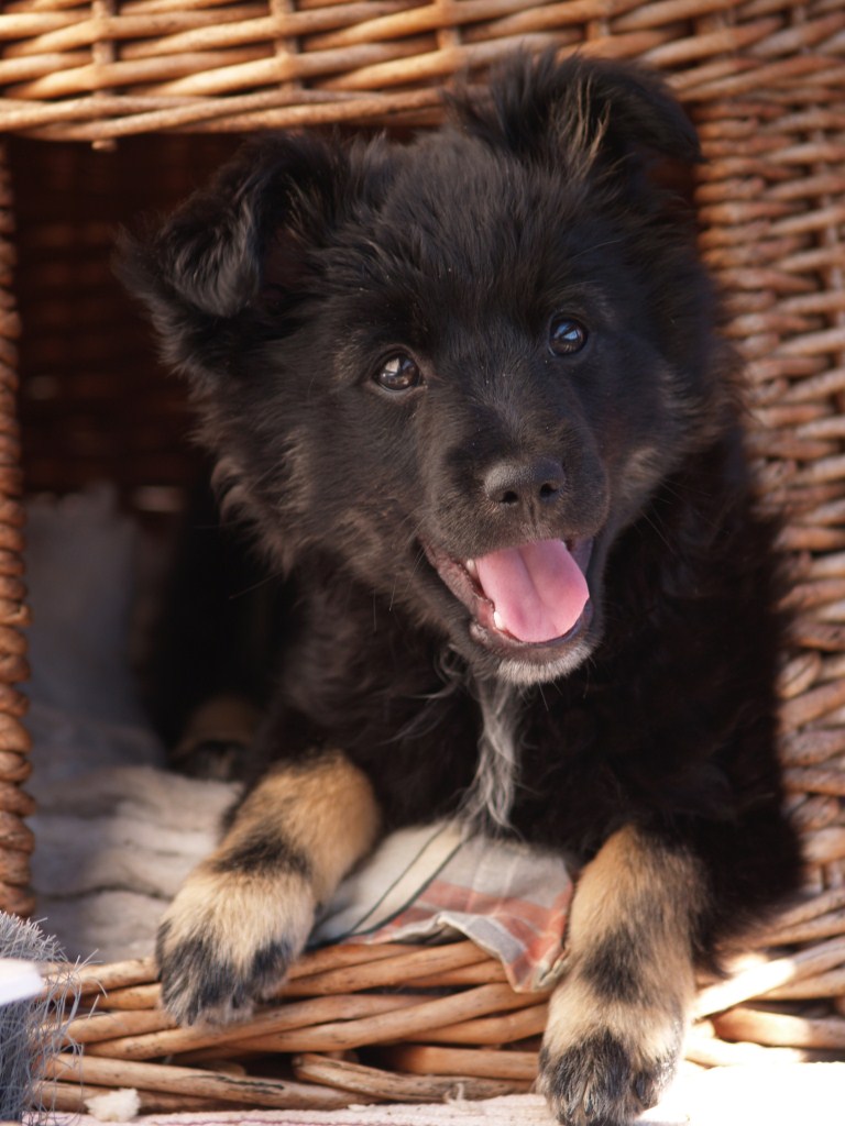 Un nuovo amico in casa