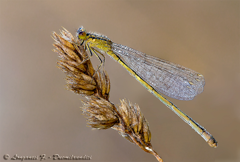 Ischnura elegans (Vander Linden, 1820)