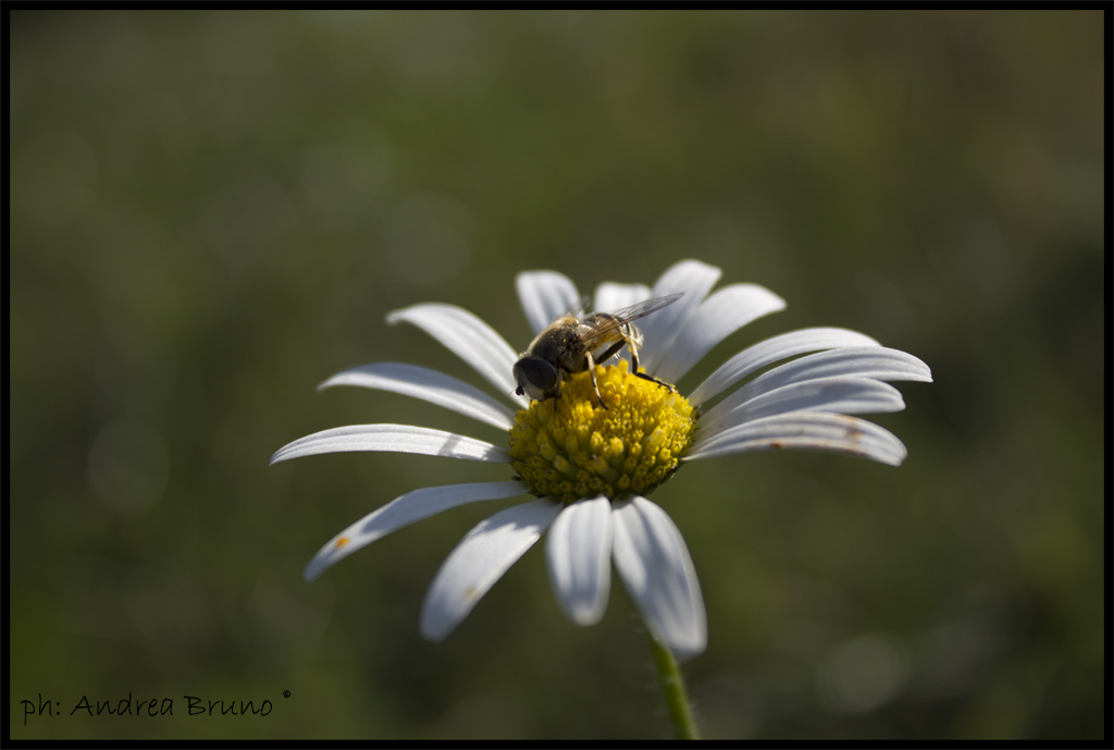 L'ape... margherita