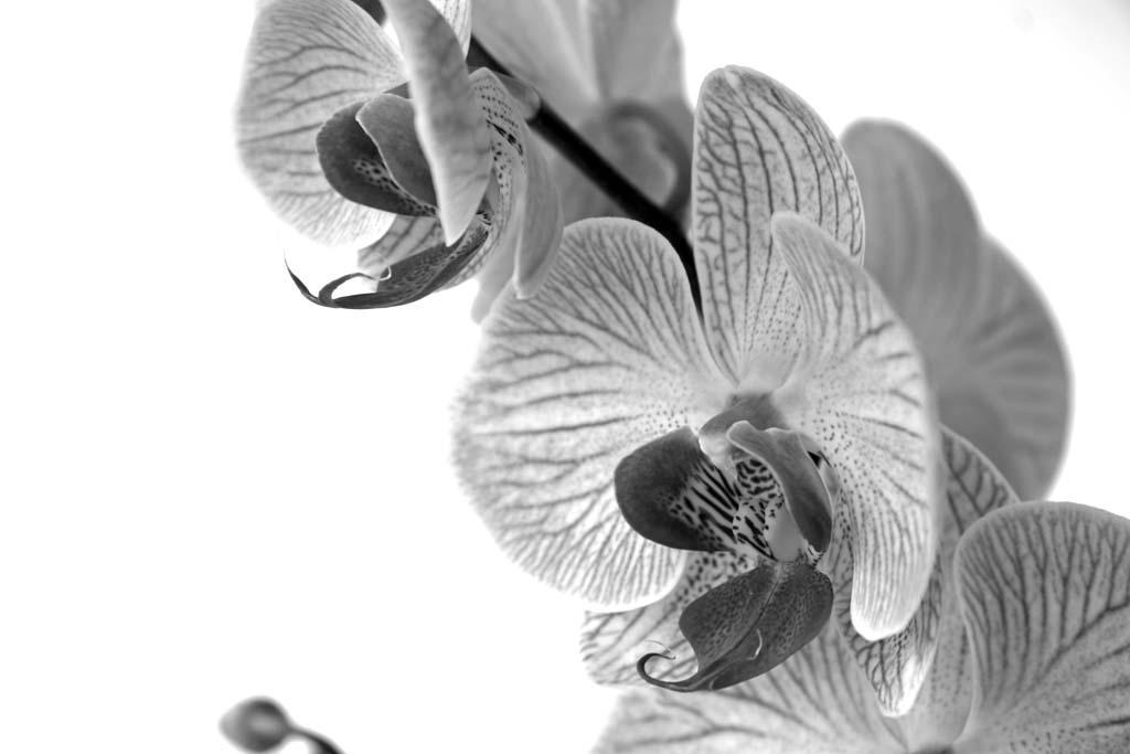Orchide BN