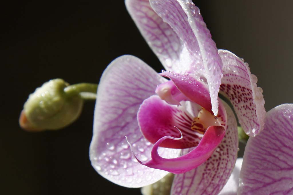 Orchidea