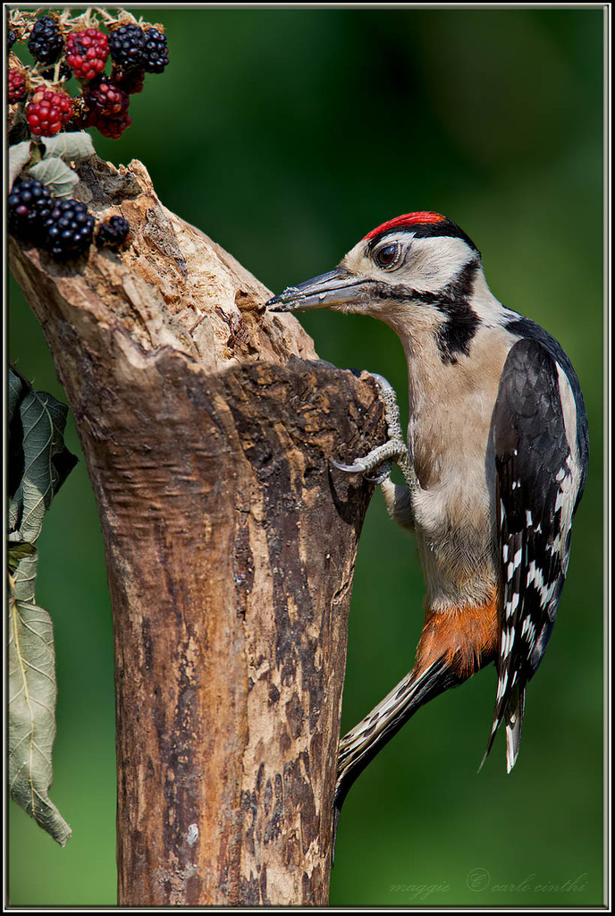 piccolo di picchio rosso maggiore