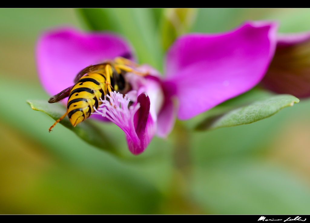 Che fai mi mostri il di dietro?