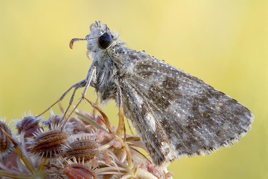 Hesperiidae Pyrgus malvae