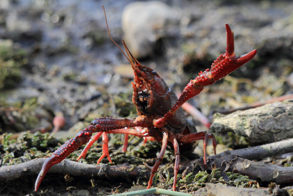 Gambero della luisiana