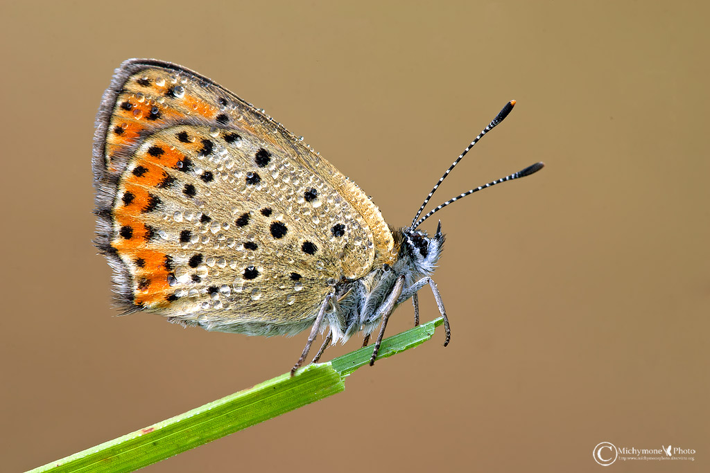 Lycaena thersamon (Esper, [1784])