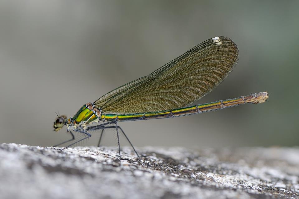 Libellula protagonista..