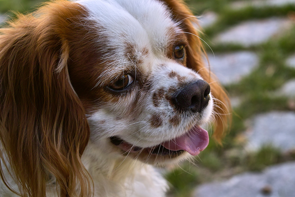 Tartufo Nero & Lingua Rosa
