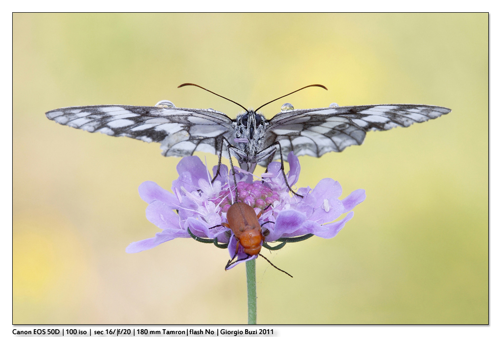 Melanargia galathea con coleottero...