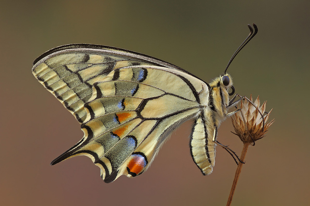 Papilio machaon