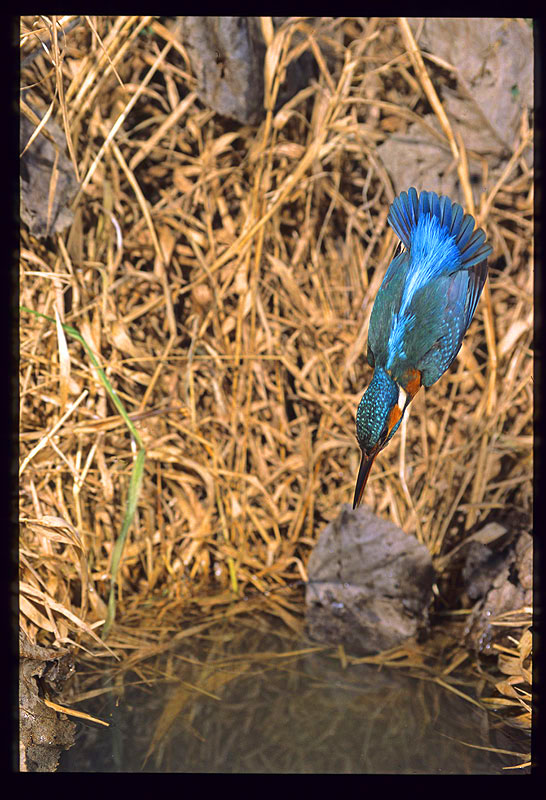 Martino ... in tuffo