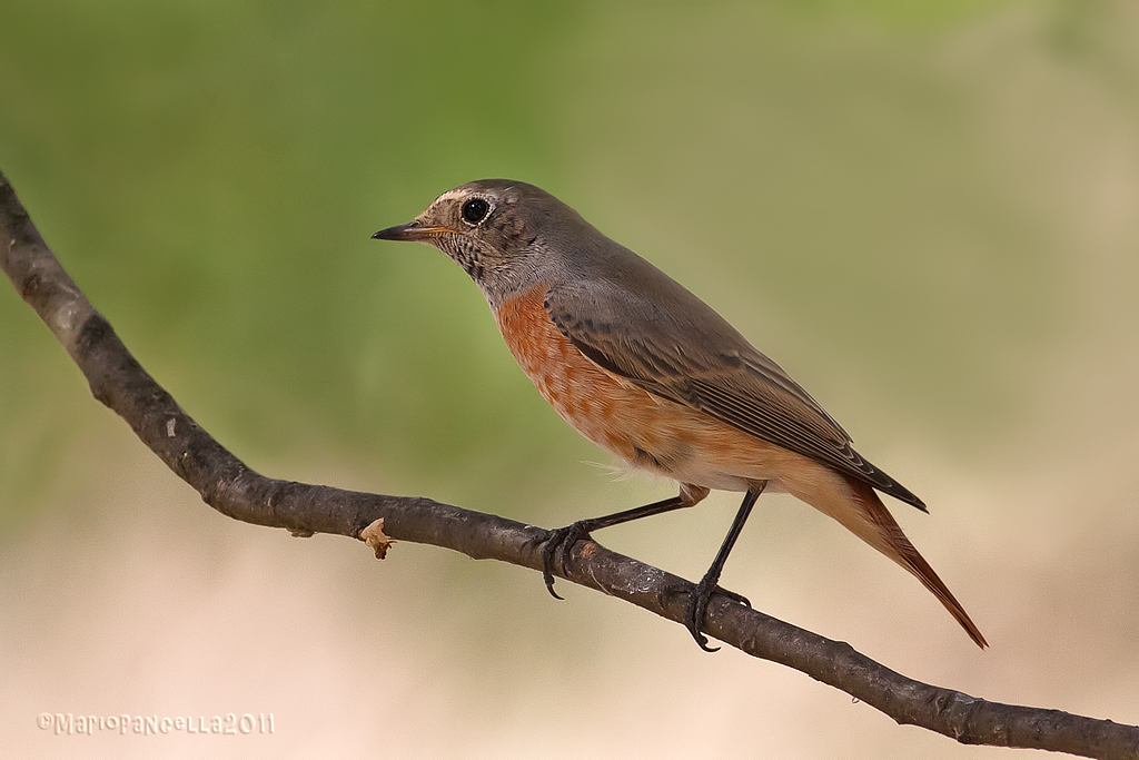 Codirosso Juv(Phoenicurus phoenicurus)
