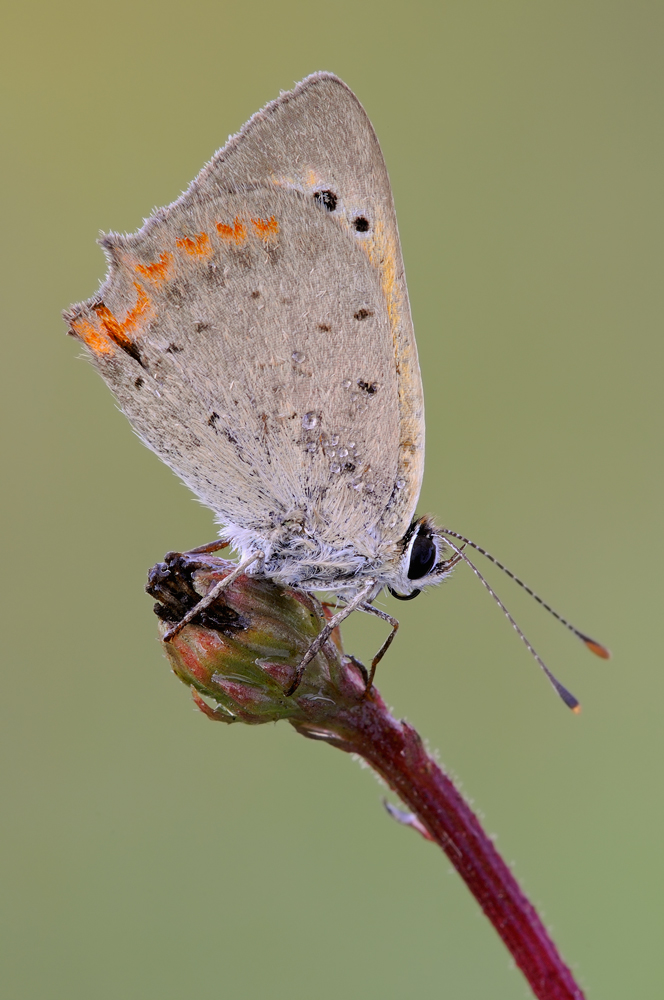 Lycaena phlaeas