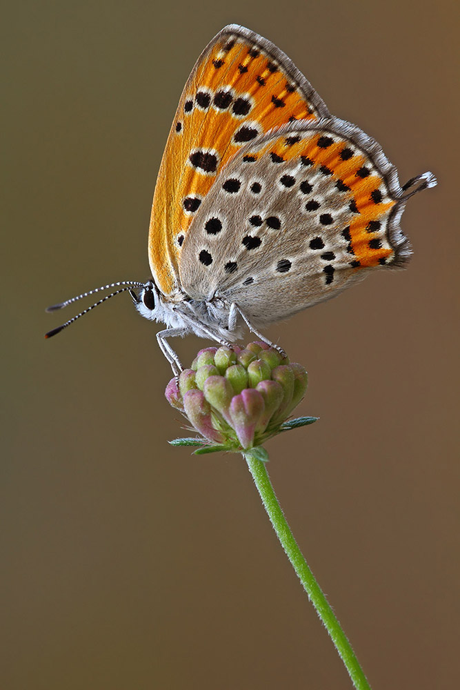 Lycaena thersamon