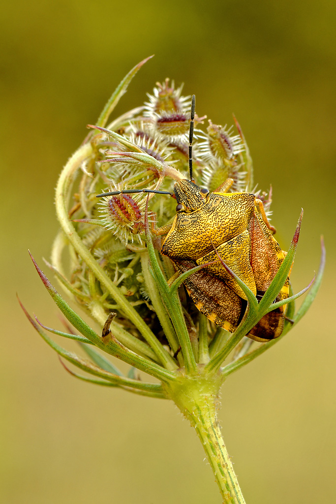 Pentatomidae 2 ( livrea comune )