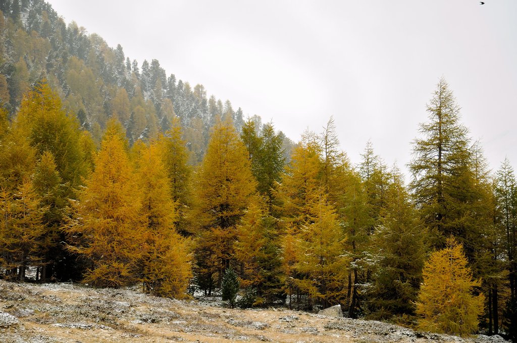 Livigno - Colori d'autunno