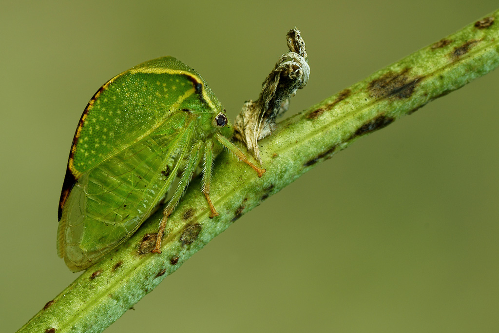 Bisonia Stictocephala