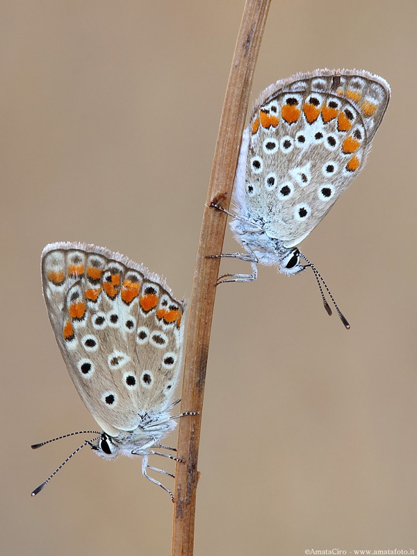 Polyommatus icarus