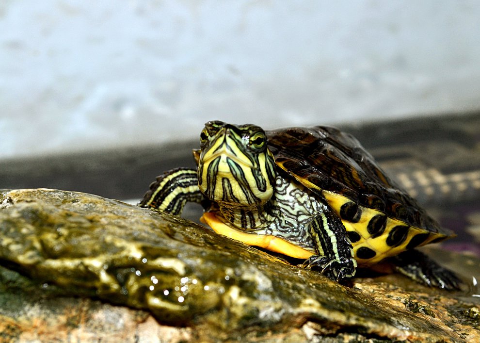 Beh? Cosa vuoi te con 'sto obiettivo?