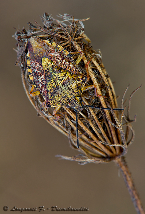 Elasmucha grisea (Linnaeus, 1758)