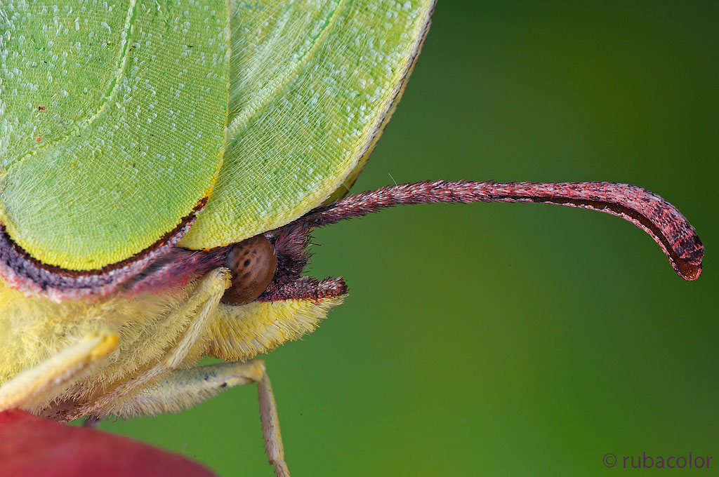 Gonepteryx rhamni