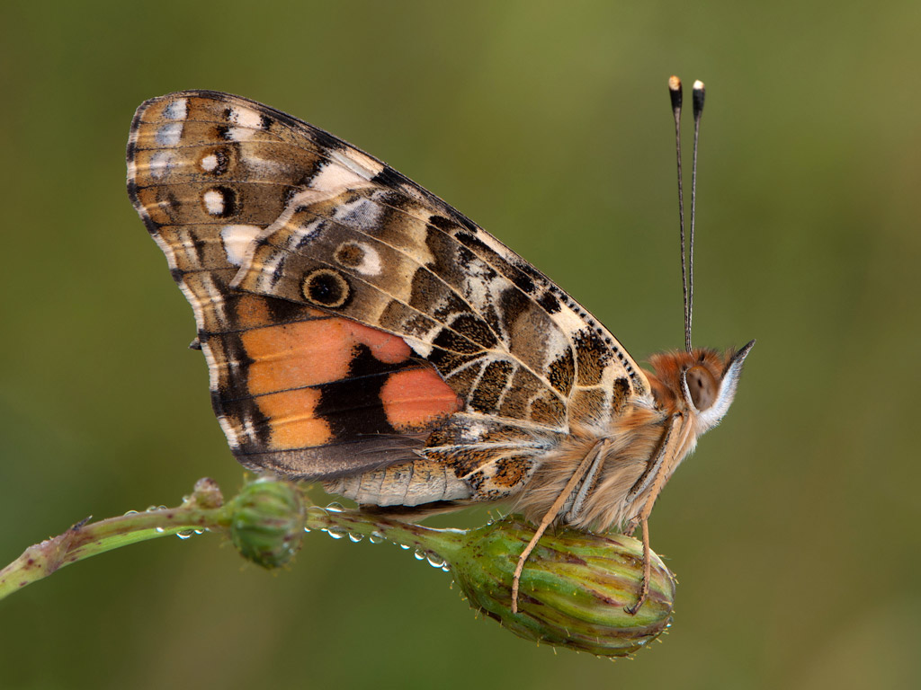 Una Vanessa anche per me