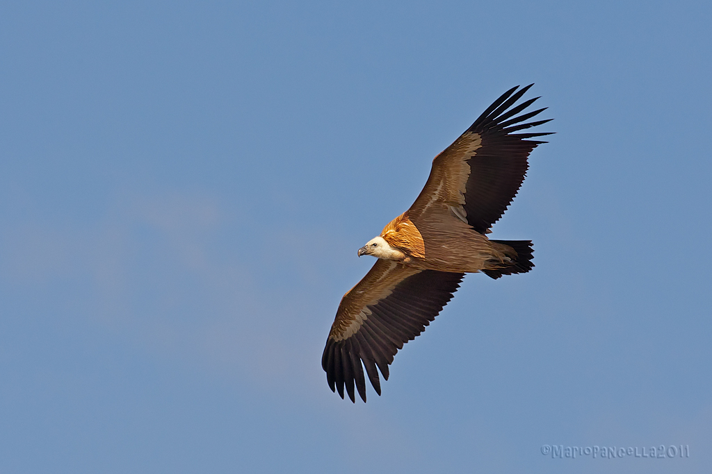Grifone (Gyps fulvus)