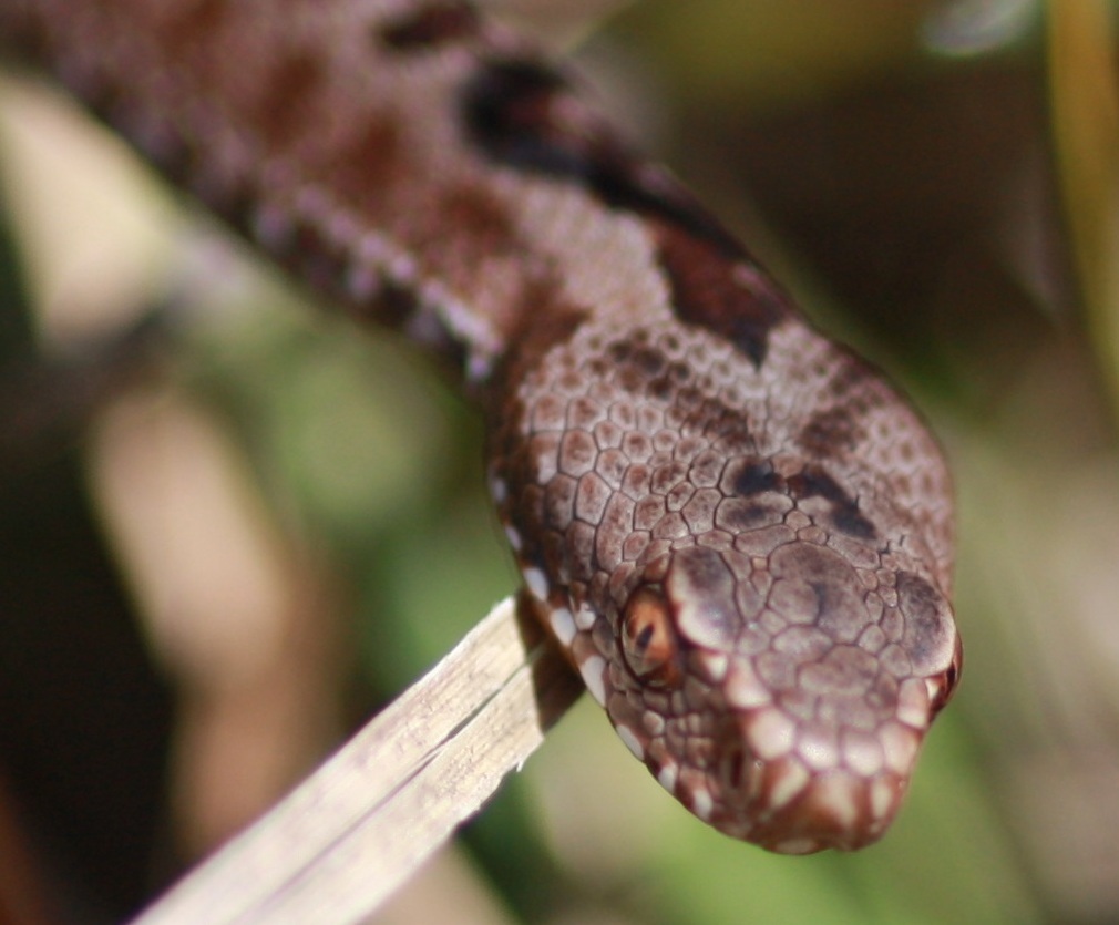 Vipera_Berus