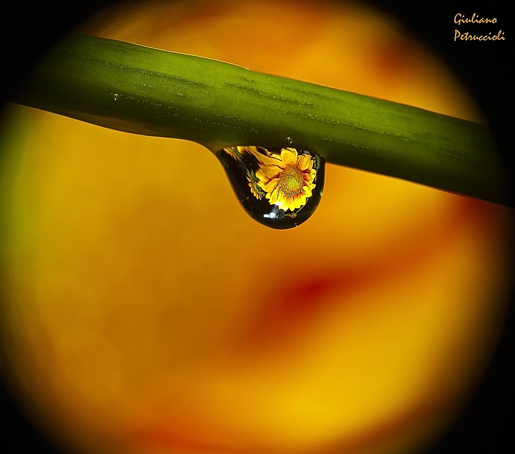 Fiore Nella Goccia  (1^ Prova)