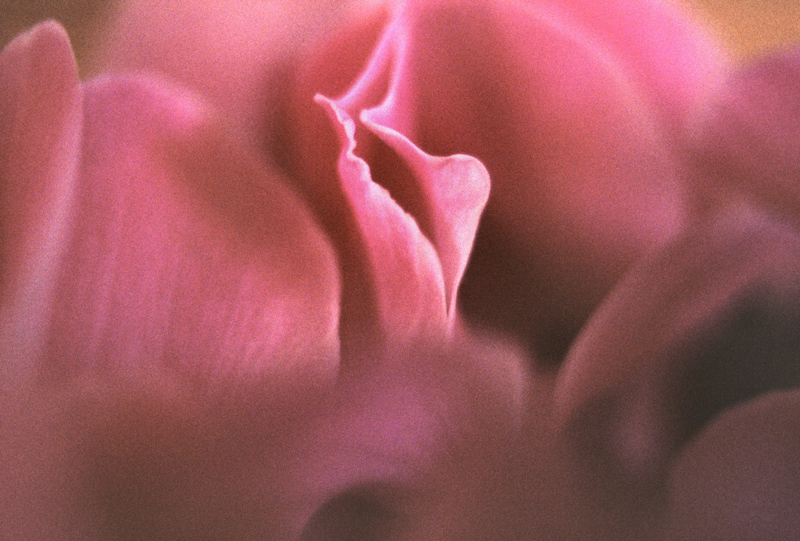 sensualit� floreale (cyclamen-persicum)