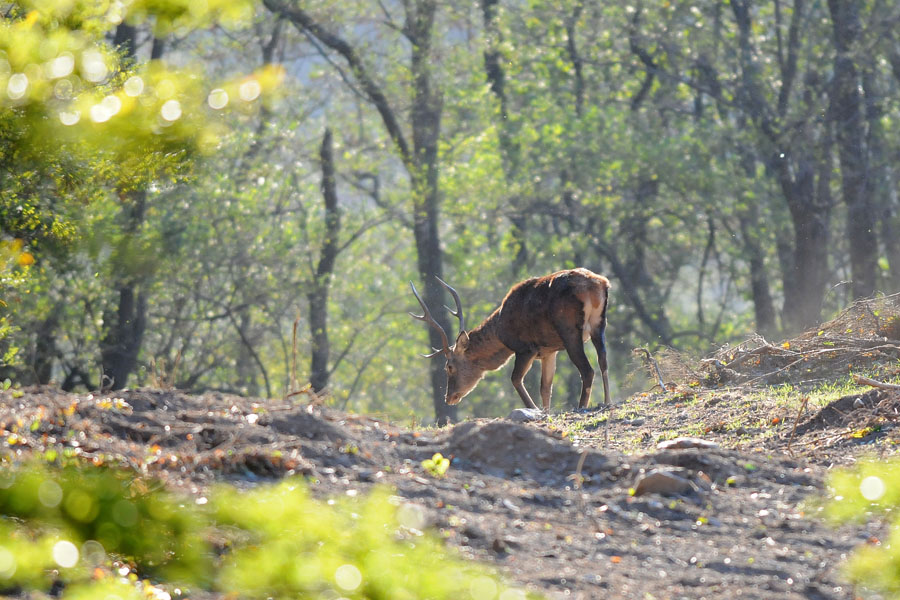 c'era una volta nel bosco....