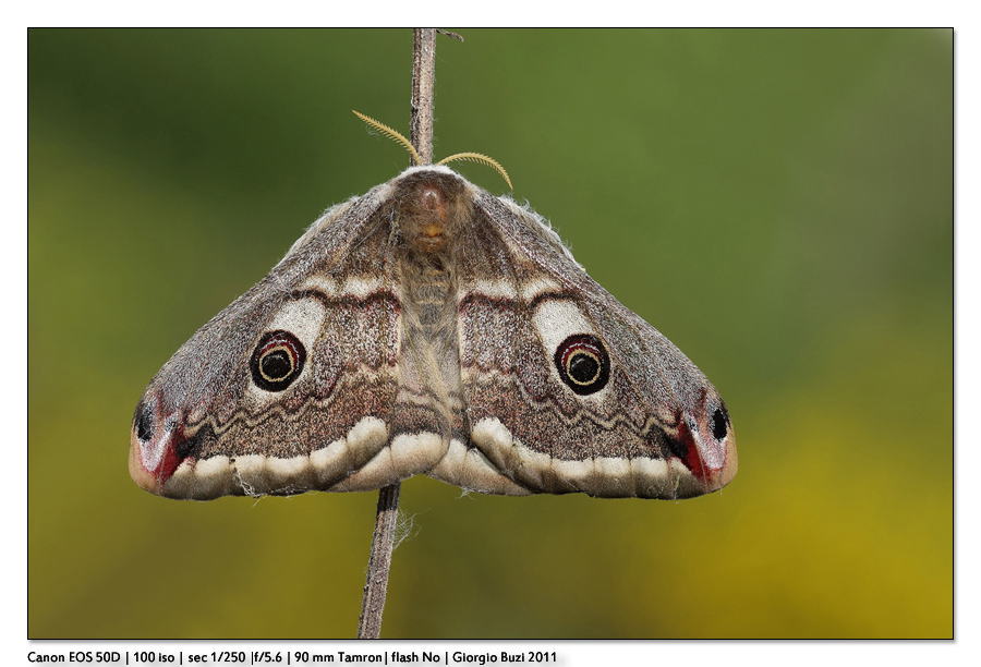 Saturnia Pavoniella (femmina)